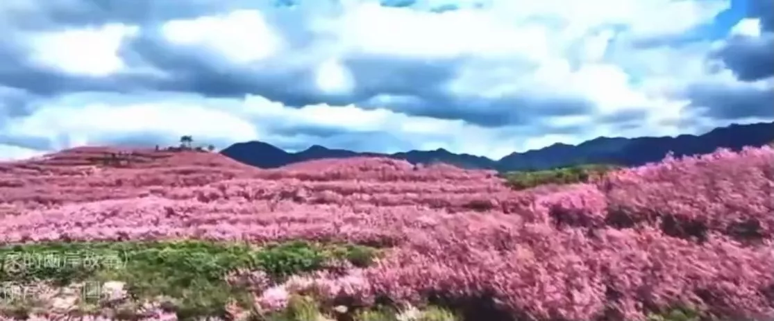 樱花园