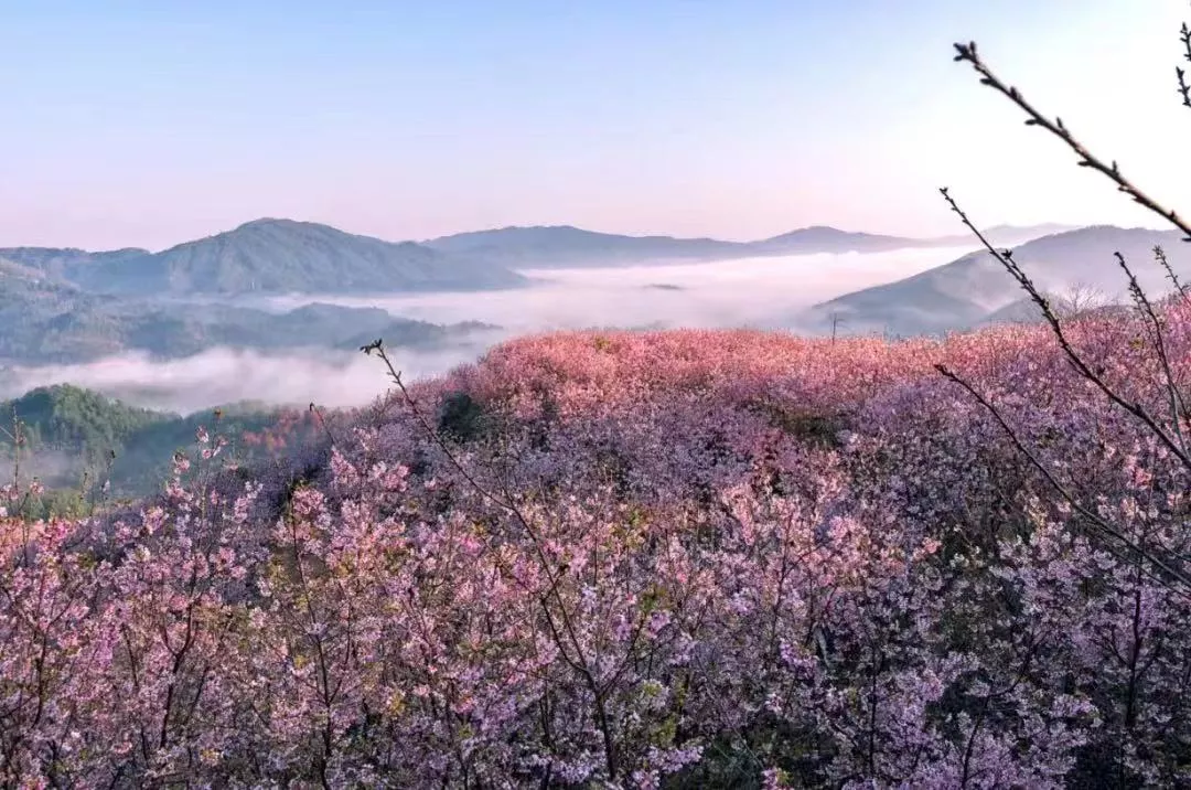 樱花园